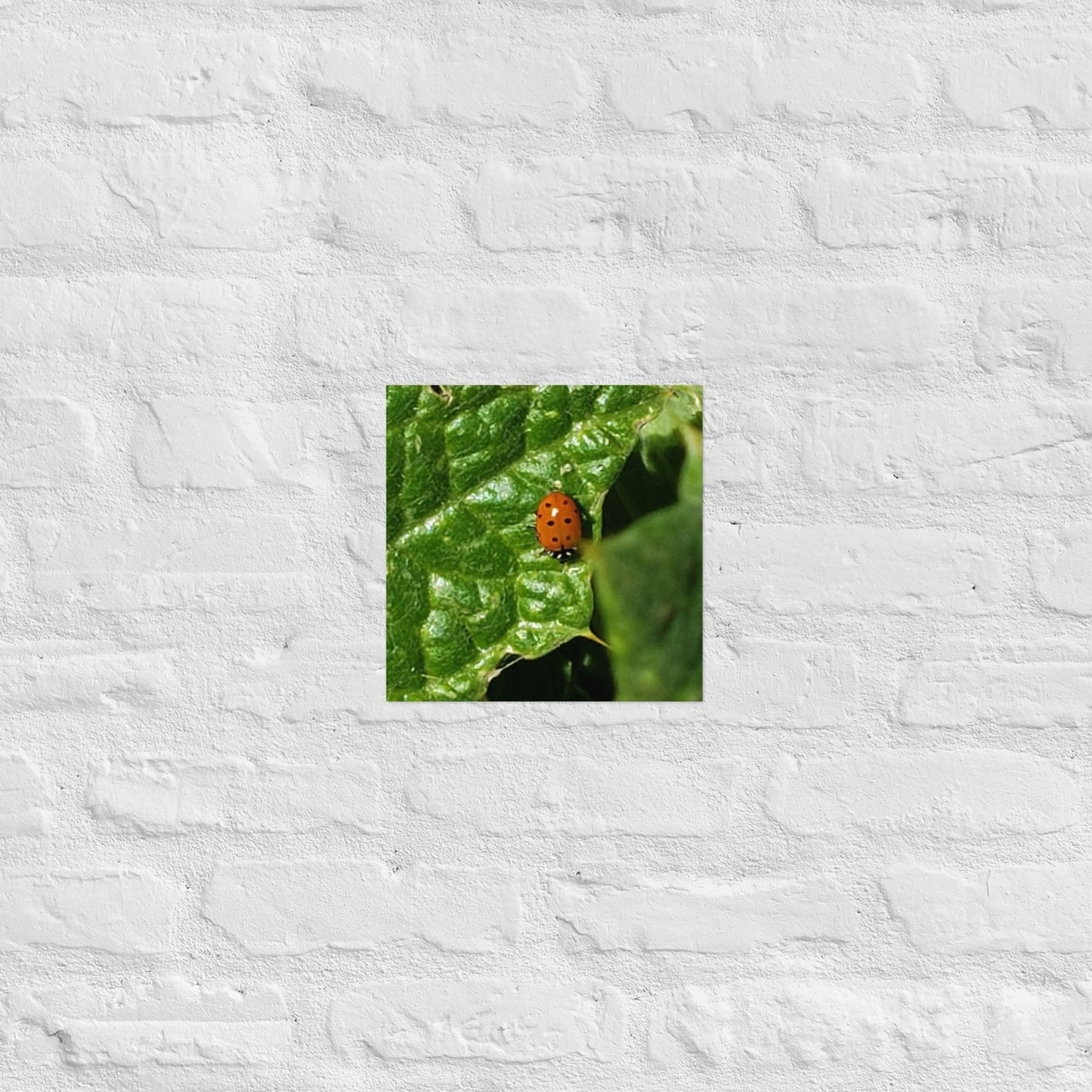 Ladybug on a Spiky Leaf: Alex Pendle Matte Photo Print, Sees Nature Series - Death World LLC - 10″×10″