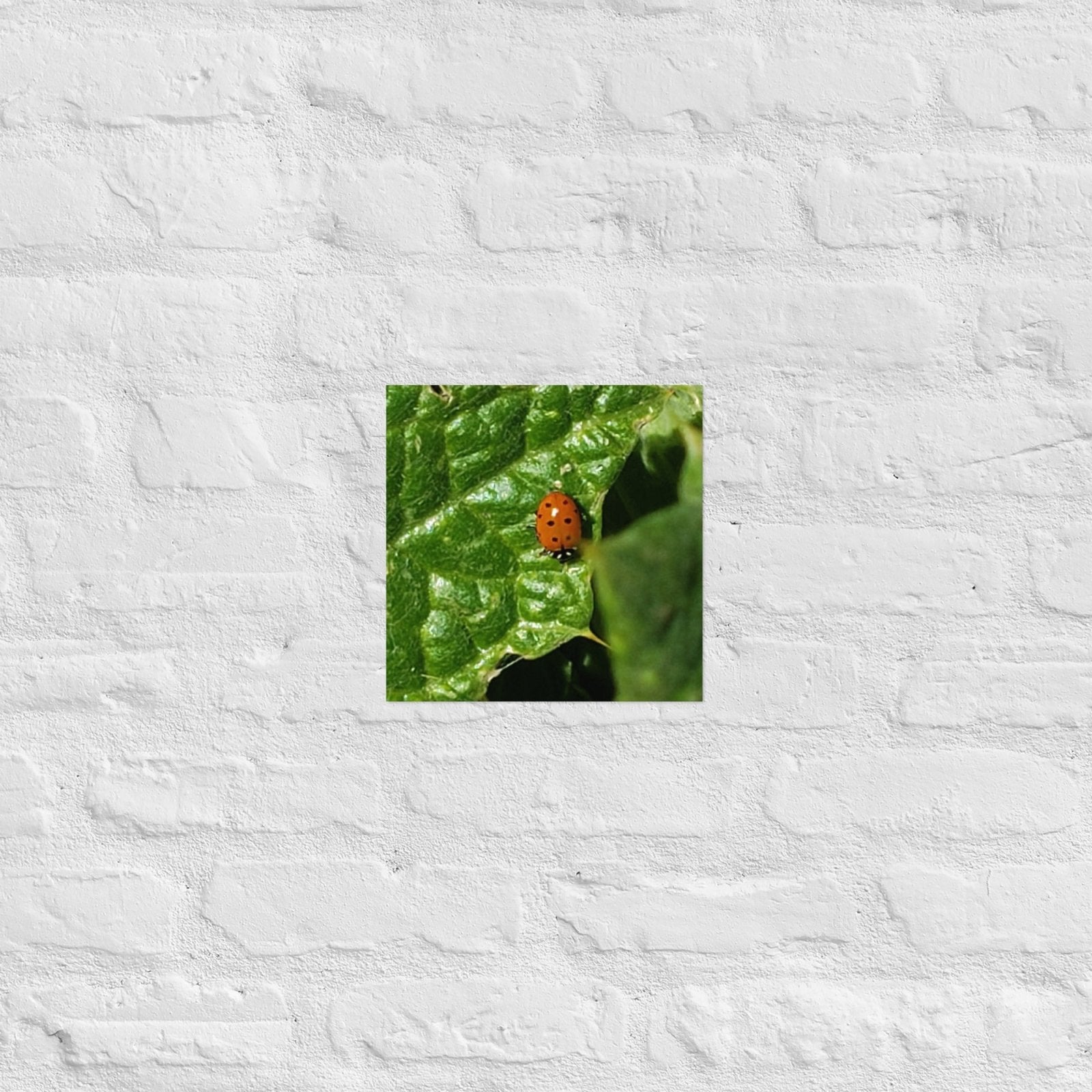Ladybug on a Spiky Leaf: Alex Pendle Matte Photo Print, Sees Nature Series - Death World LLC - 10″×10″