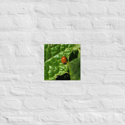 Ladybug on a Spiky Leaf: Alex Pendle Matte Photo Print, Sees Nature Series - Death World LLC - 10″×10″