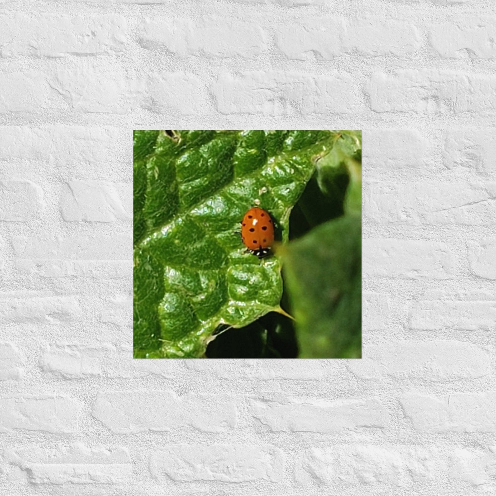 Ladybug on a Spiky Leaf: Alex Pendle Matte Photo Print, Sees Nature Series - Death World LLC - 16″×16″