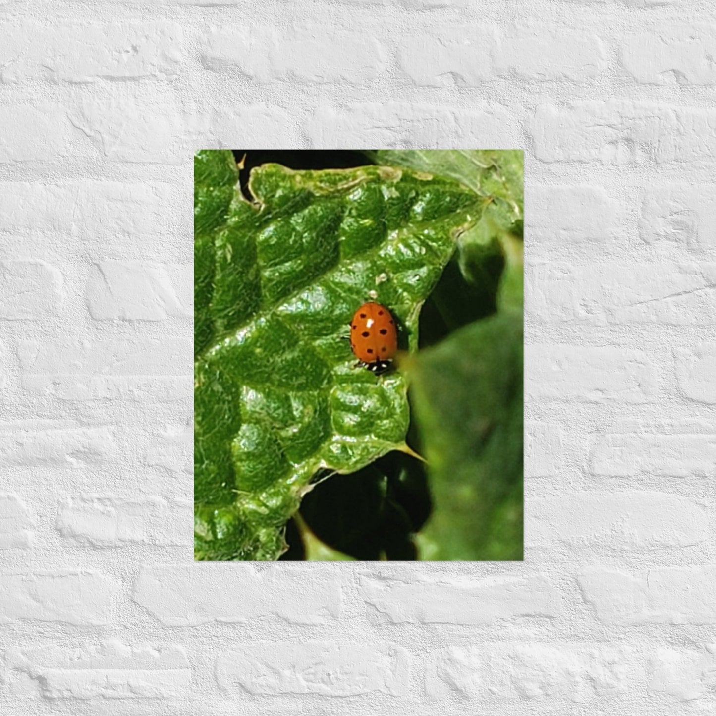 Ladybug on a Spiky Leaf: Alex Pendle Matte Photo Print, Sees Nature Series - Death World LLC - 16″×20″