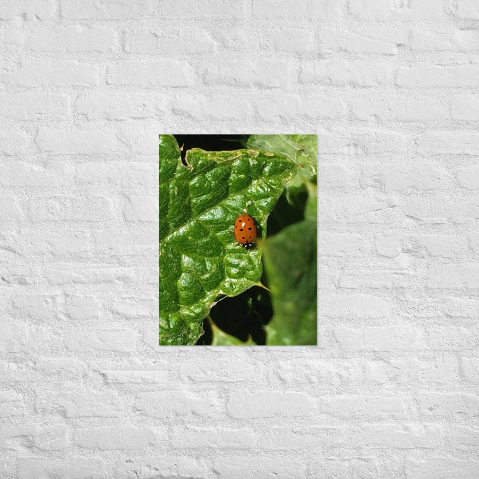 Ladybug on a Spiky Leaf: Alex Pendle Matte Photo Print, Sees Nature Series - Death World LLC - 18″×24″