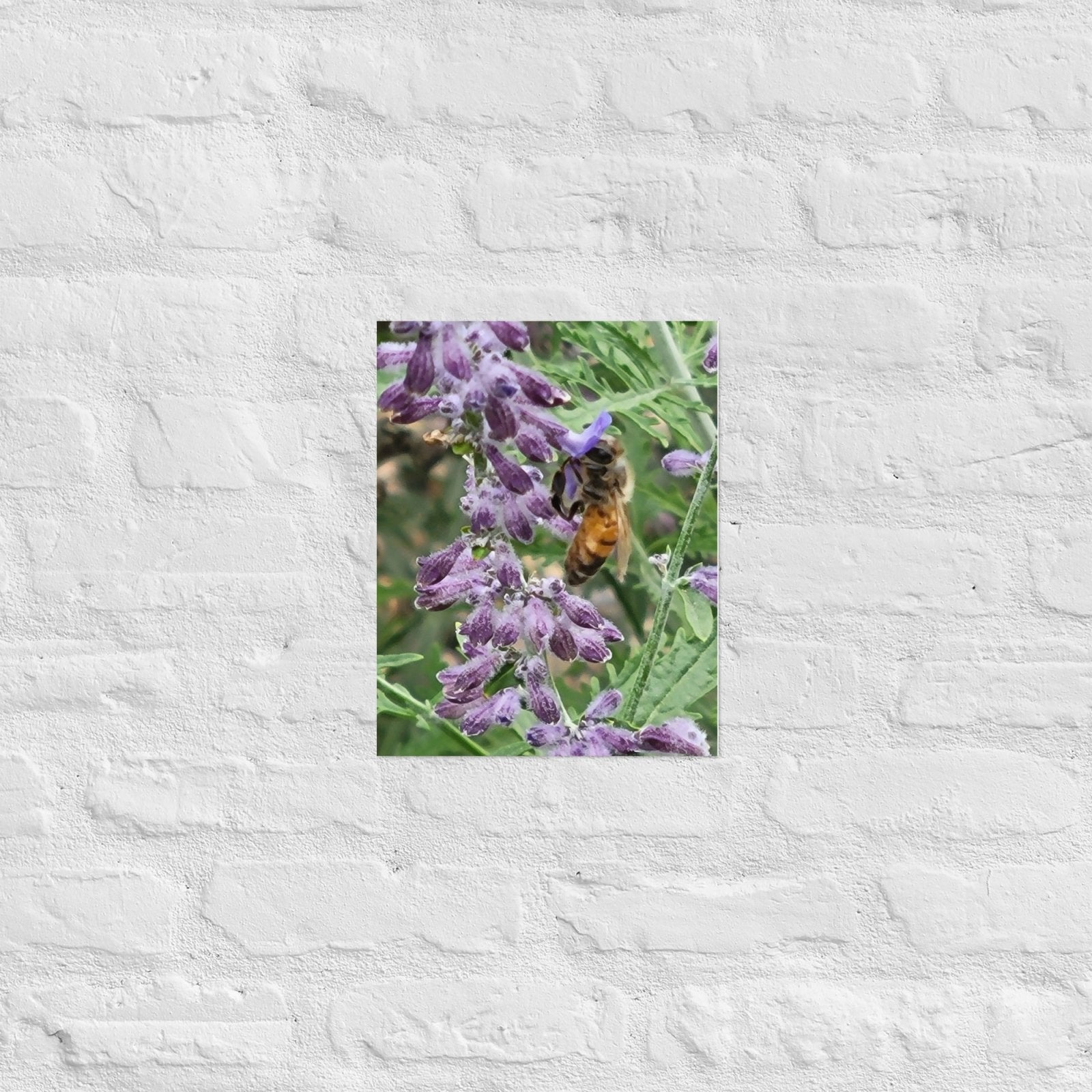 Lavender Honey Bee: Alex Pendle Matte Photo Print, Sees Nature Series - Death World LLC - 11″×14″