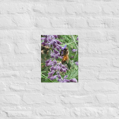 Lavender Honey Bee: Alex Pendle Matte Photo Print, Sees Nature Series - Death World LLC - 11″×14″