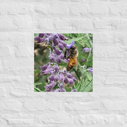 Lavender Honey Bee: Alex Pendle Matte Photo Print, Sees Nature Series - Death World LLC - 16″×16″