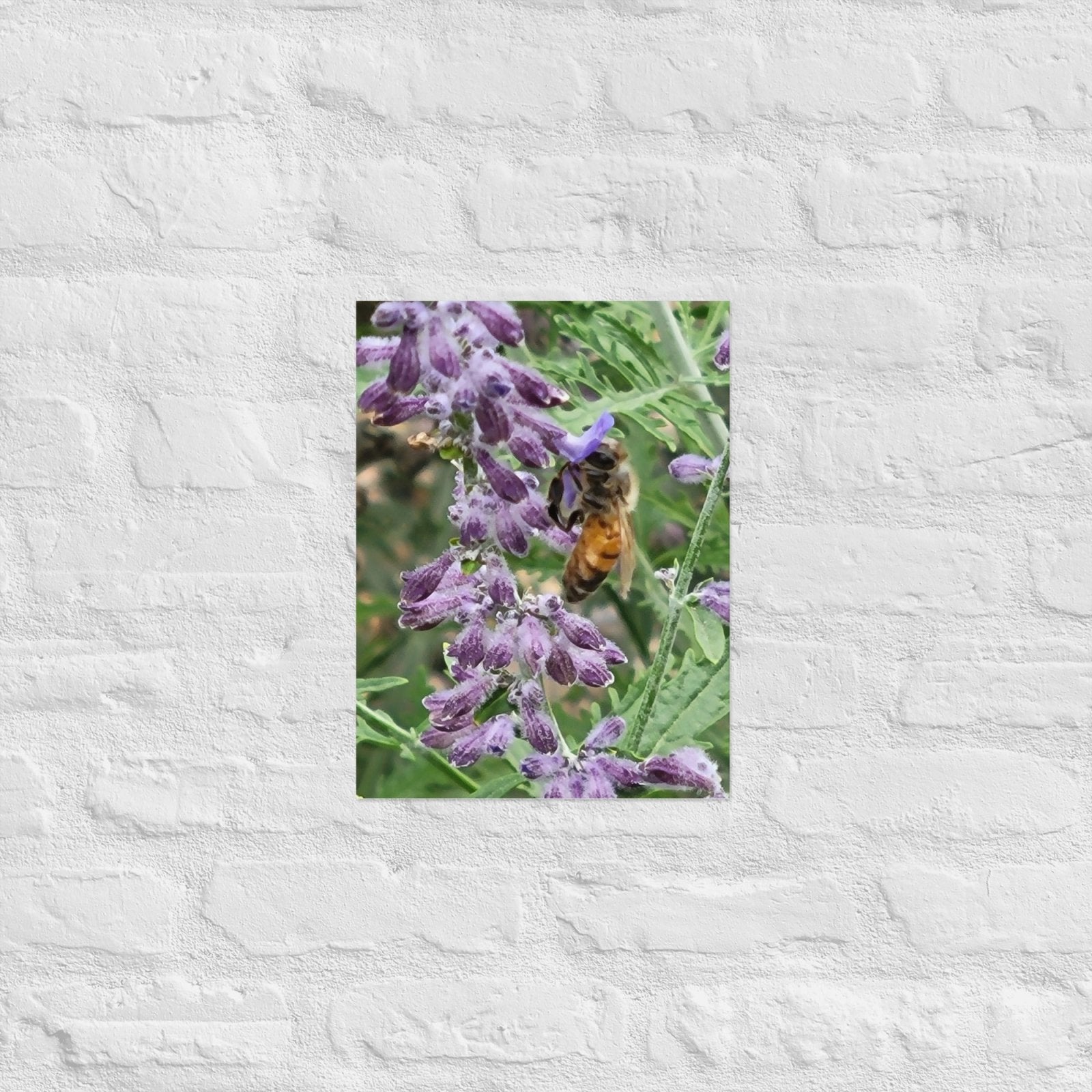 Lavender Honey Bee: Alex Pendle Matte Photo Print, Sees Nature Series - Death World LLC - 12″×16″
