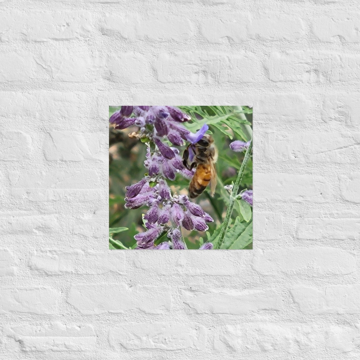 Lavender Honey Bee: Alex Pendle Matte Photo Print, Sees Nature Series - Death World LLC - 14″×14″