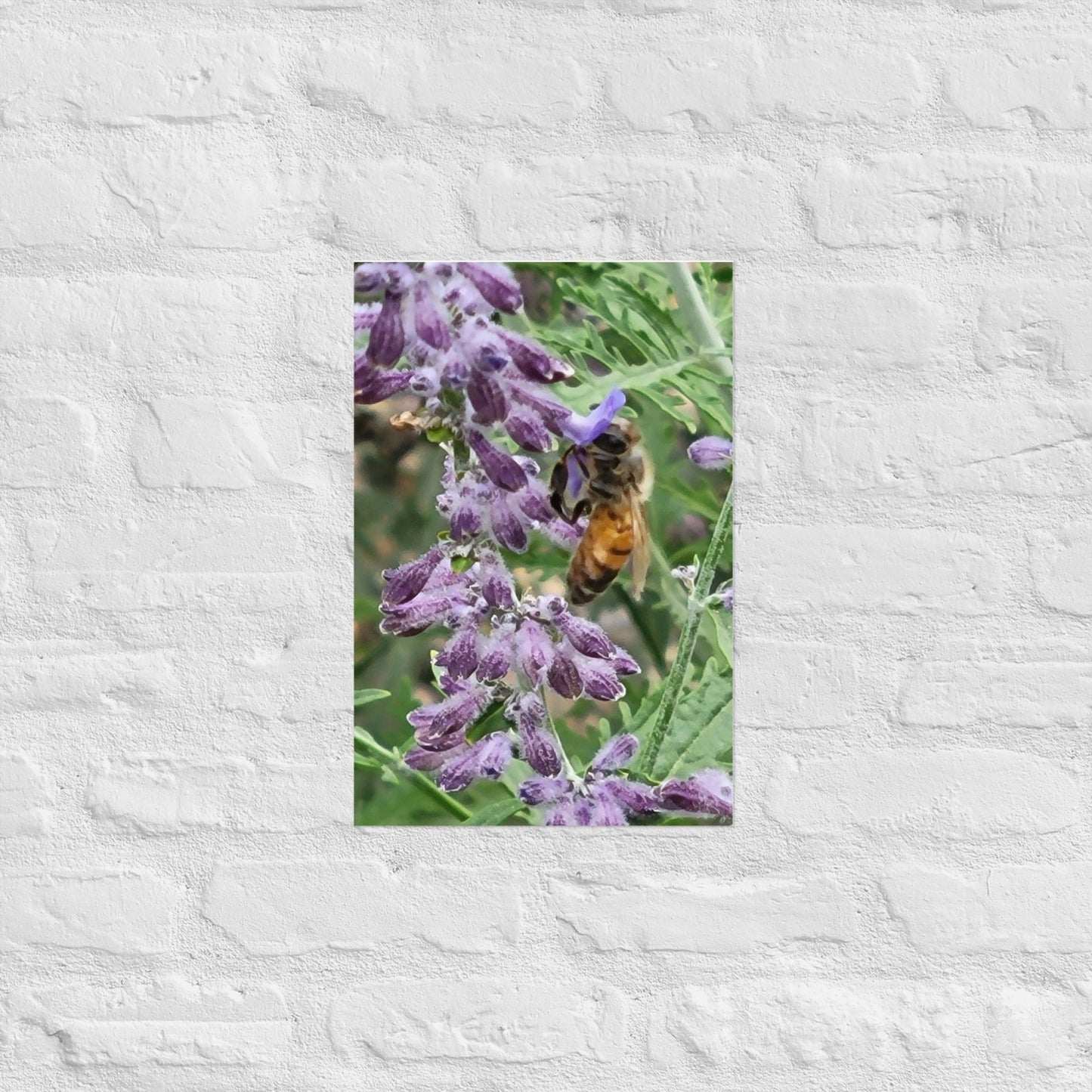 Lavender Honey Bee: Alex Pendle Matte Photo Print, Sees Nature Series - Death World LLC - 12″×18″