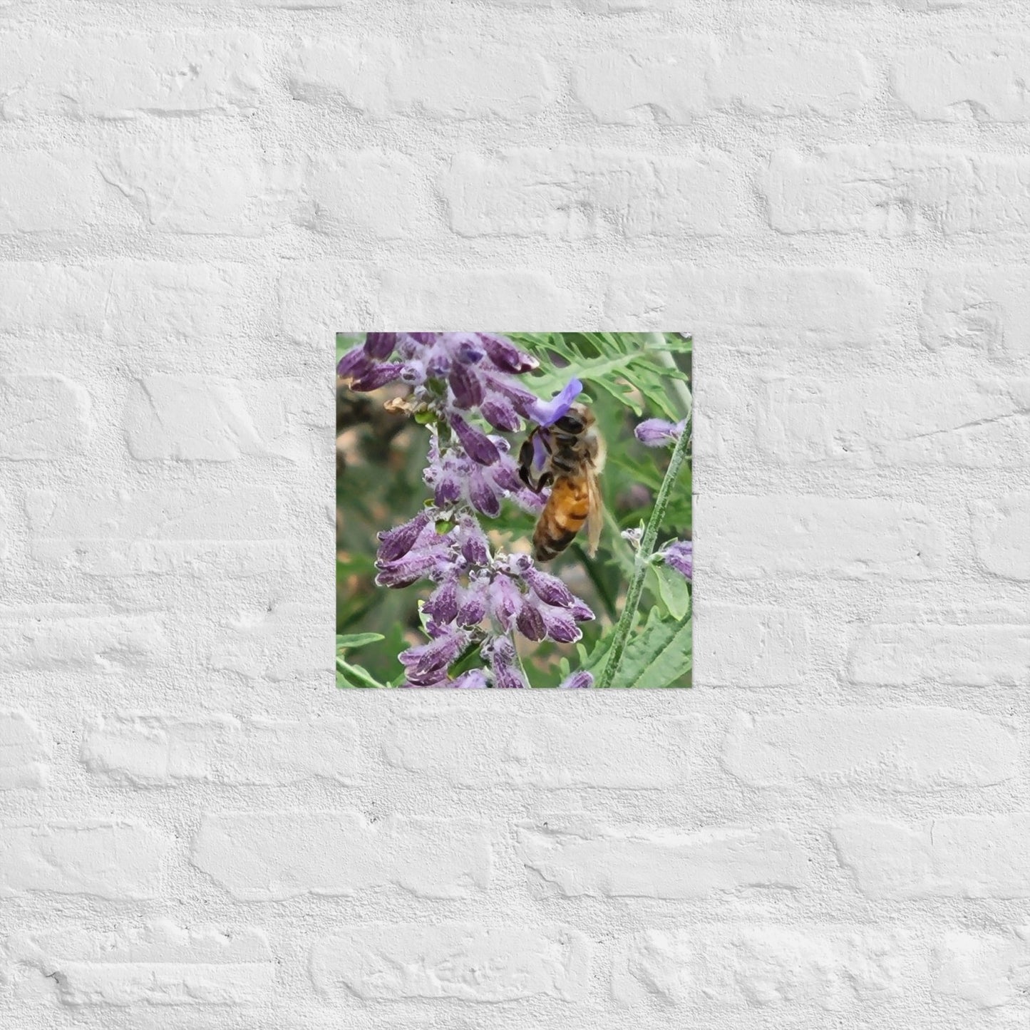 Lavender Honey Bee: Alex Pendle Matte Photo Print, Sees Nature Series - Death World LLC - 12″×12″