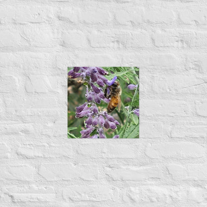 Lavender Honey Bee: Alex Pendle Matte Photo Print, Sees Nature Series - Death World LLC - 12″×12″