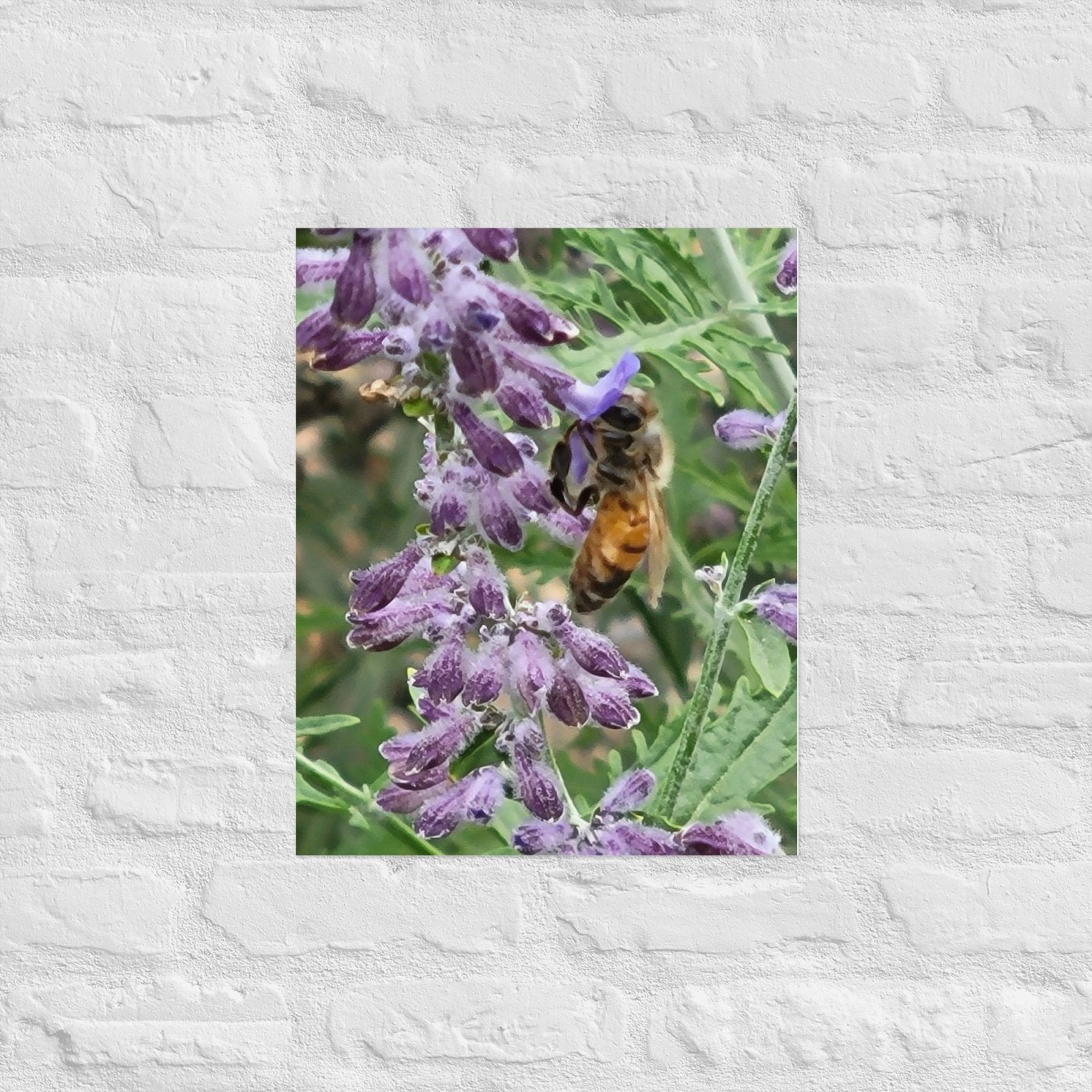 Lavender Honey Bee: Alex Pendle Matte Photo Print, Sees Nature Series - Death World LLC - 16″×20″