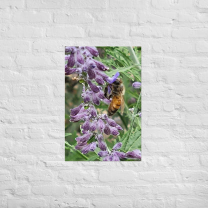 Lavender Honey Bee: Alex Pendle Matte Photo Print, Sees Nature Series - Death World LLC - 20″×30″