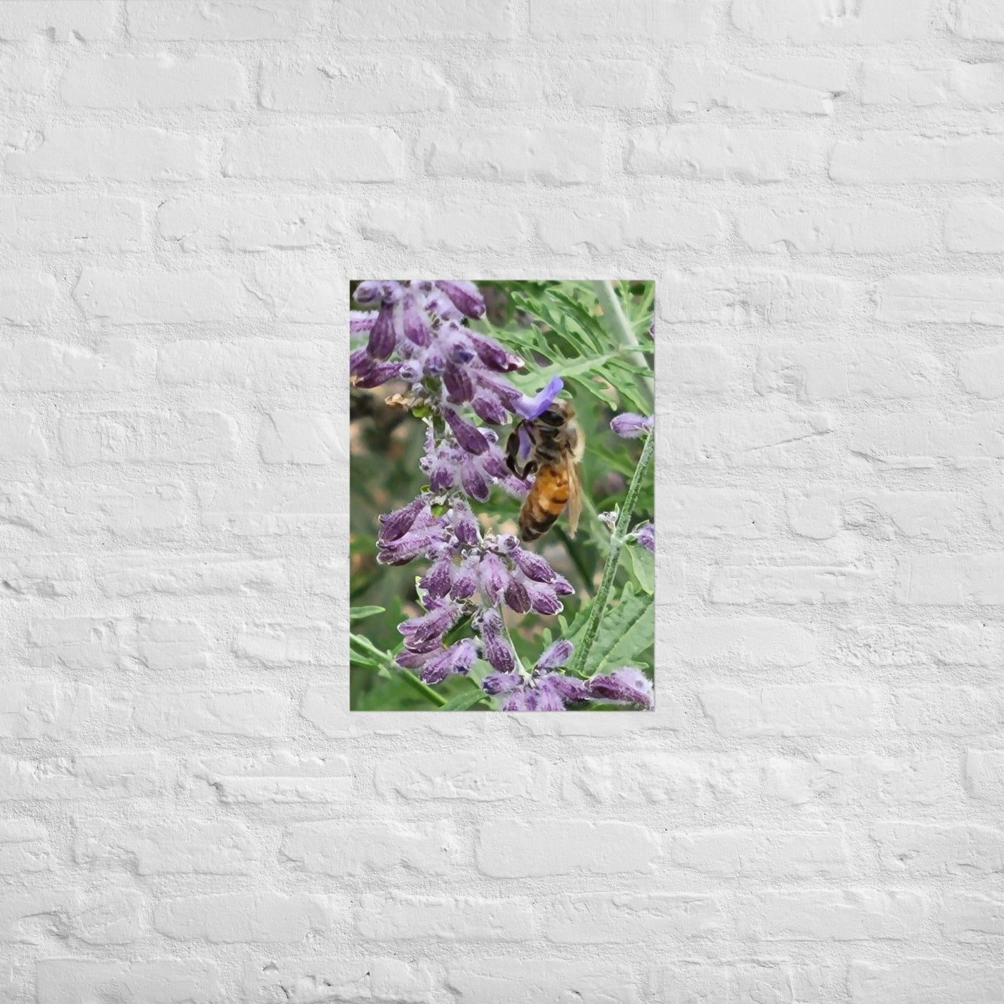 Lavender Honey Bee: Alex Pendle Matte Photo Print, Sees Nature Series - Death World LLC - A2 (16.5″×23.3″)