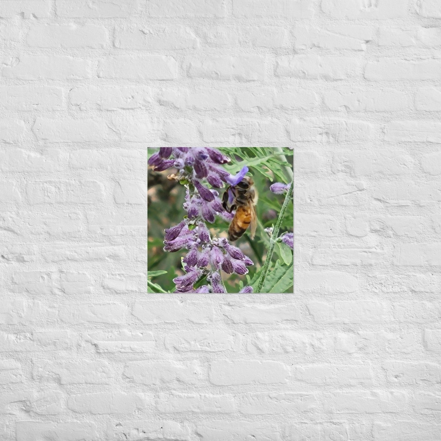 Lavender Honey Bee: Alex Pendle Matte Photo Print, Sees Nature Series - Death World LLC - 18″×18″