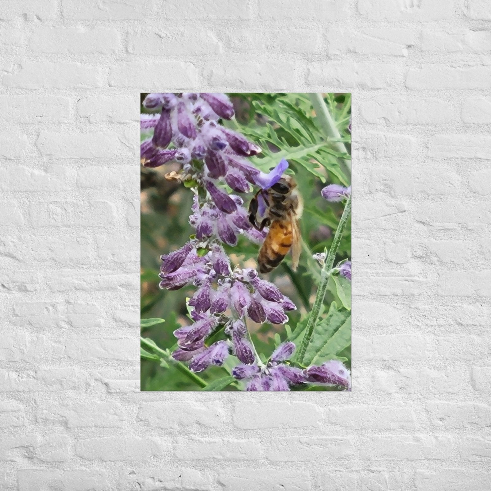 Lavender Honey Bee: Alex Pendle Matte Photo Print, Sees Nature Series - Death World LLC - A1 (23.3″×33.1″)