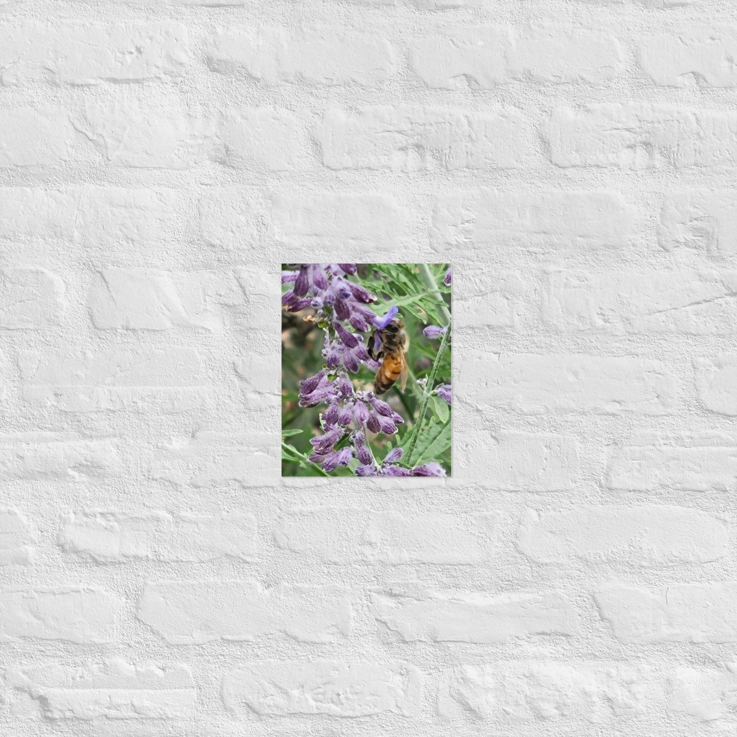 Lavender Honey Bee: Alex Pendle Matte Photo Print, Sees Nature Series - Death World LLC - 8″×10″