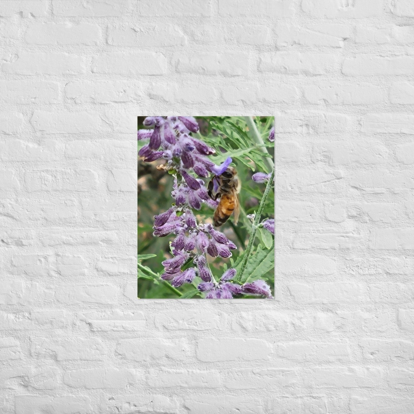 Lavender Honey Bee: Alex Pendle Matte Photo Print, Sees Nature Series - Death World LLC - 18″×24″