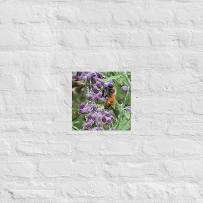 Lavender Honey Bee: Alex Pendle Matte Photo Print, Sees Nature Series - Death World LLC - 10″×10″