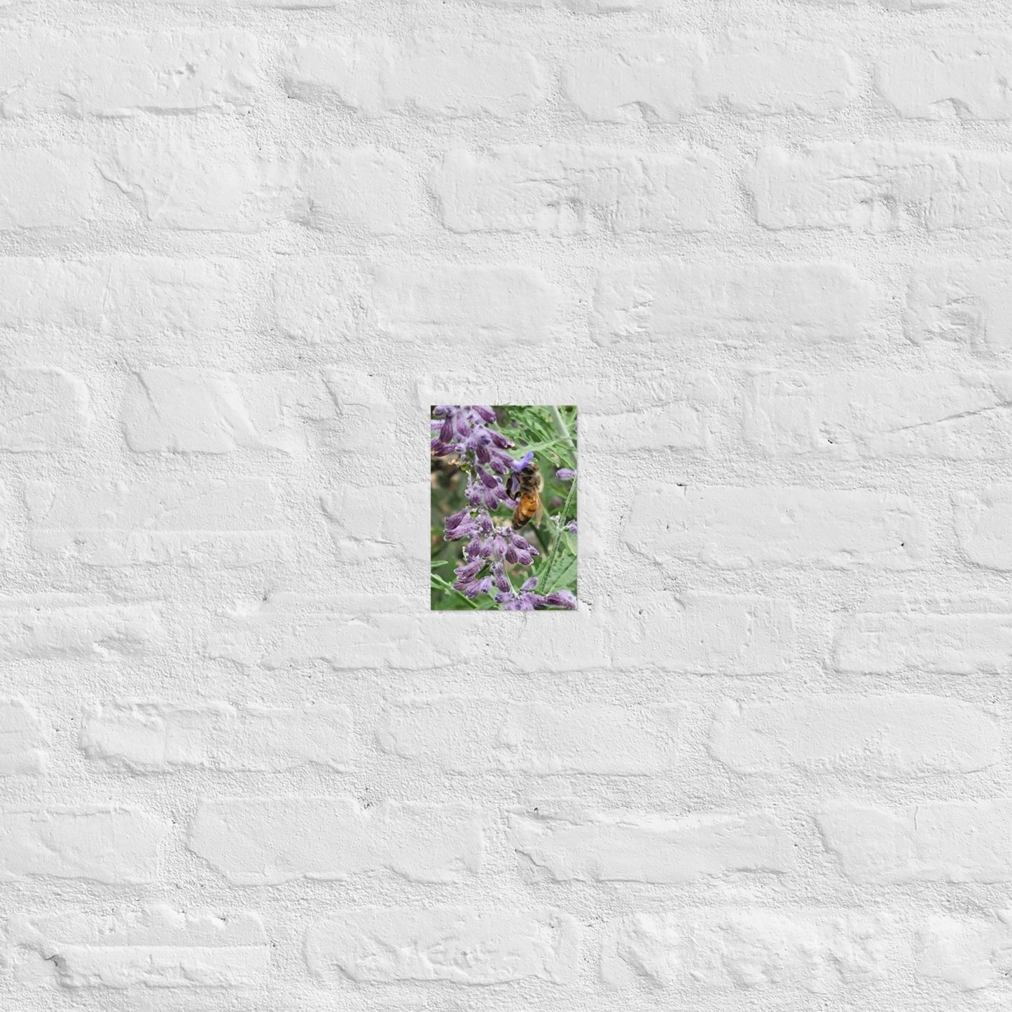 Lavender Honey Bee: Alex Pendle Matte Photo Print, Sees Nature Series - Death World LLC - 5″×7″
