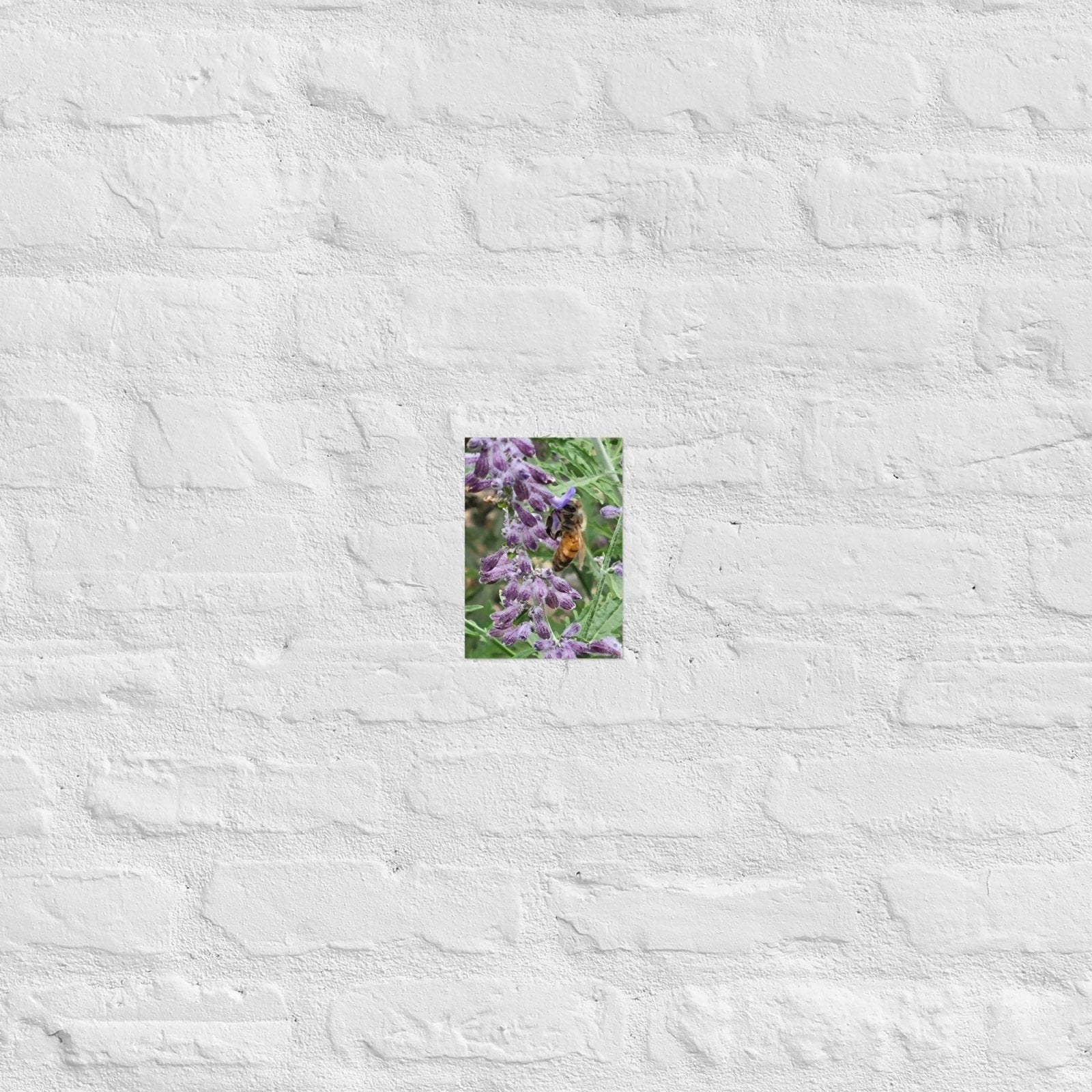 Lavender Honey Bee: Alex Pendle Matte Photo Print, Sees Nature Series - Death World LLC - 5″×7″