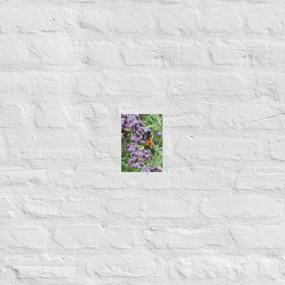 Lavender Honey Bee: Alex Pendle Matte Photo Print, Sees Nature Series - Death World LLC - 5″×7″