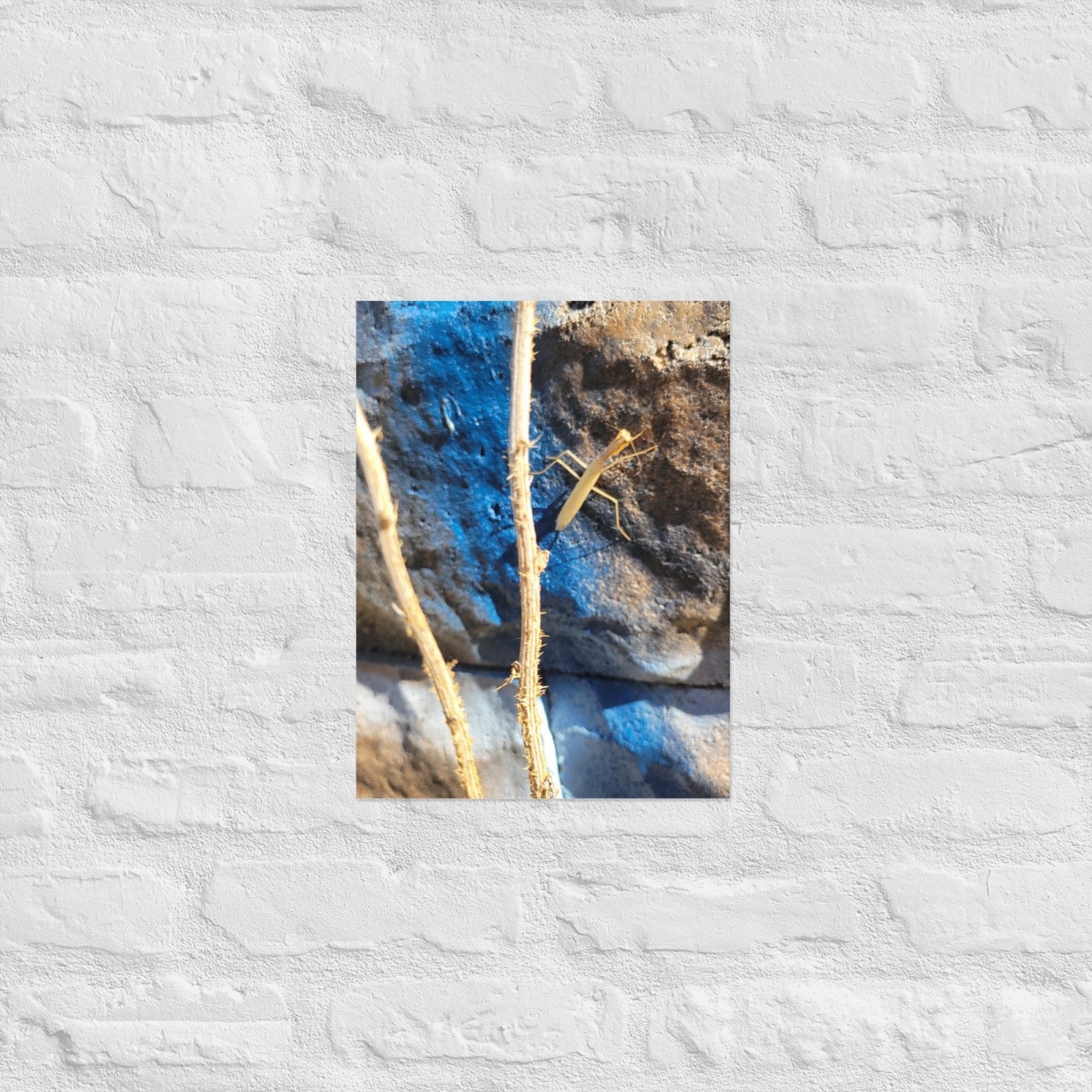 Preying Mantis on Graffiti: Alex Pendle Matte Photo Prints, Sees Nature Series - Death World LLC - 12″×16″