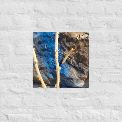 Preying Mantis on Graffiti: Alex Pendle Matte Photo Prints, Sees Nature Series - Death World LLC - 16″×16″