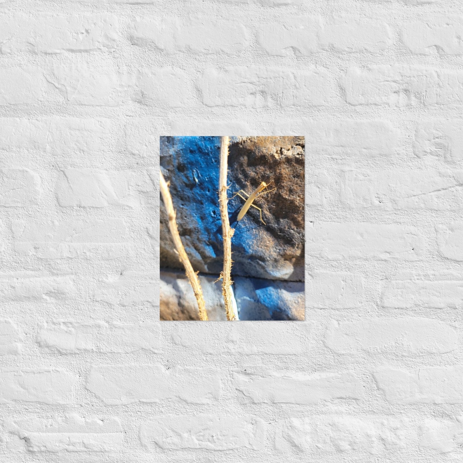 Preying Mantis on Graffiti: Alex Pendle Matte Photo Prints, Sees Nature Series - Death World LLC - 11″×14″