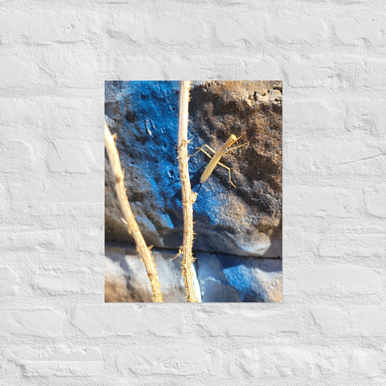 Preying Mantis on Graffiti: Alex Pendle Matte Photo Prints, Sees Nature Series - Death World LLC - 16″×20″