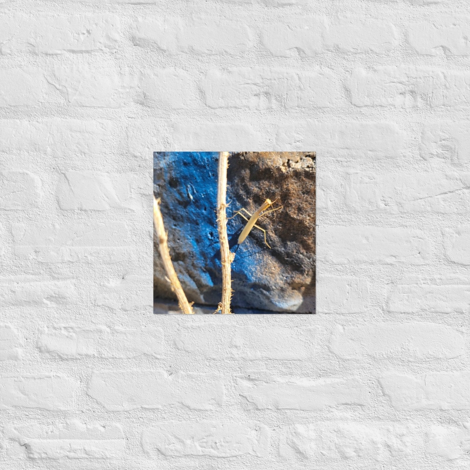 Preying Mantis on Graffiti: Alex Pendle Matte Photo Prints, Sees Nature Series - Death World LLC - 12″×12″