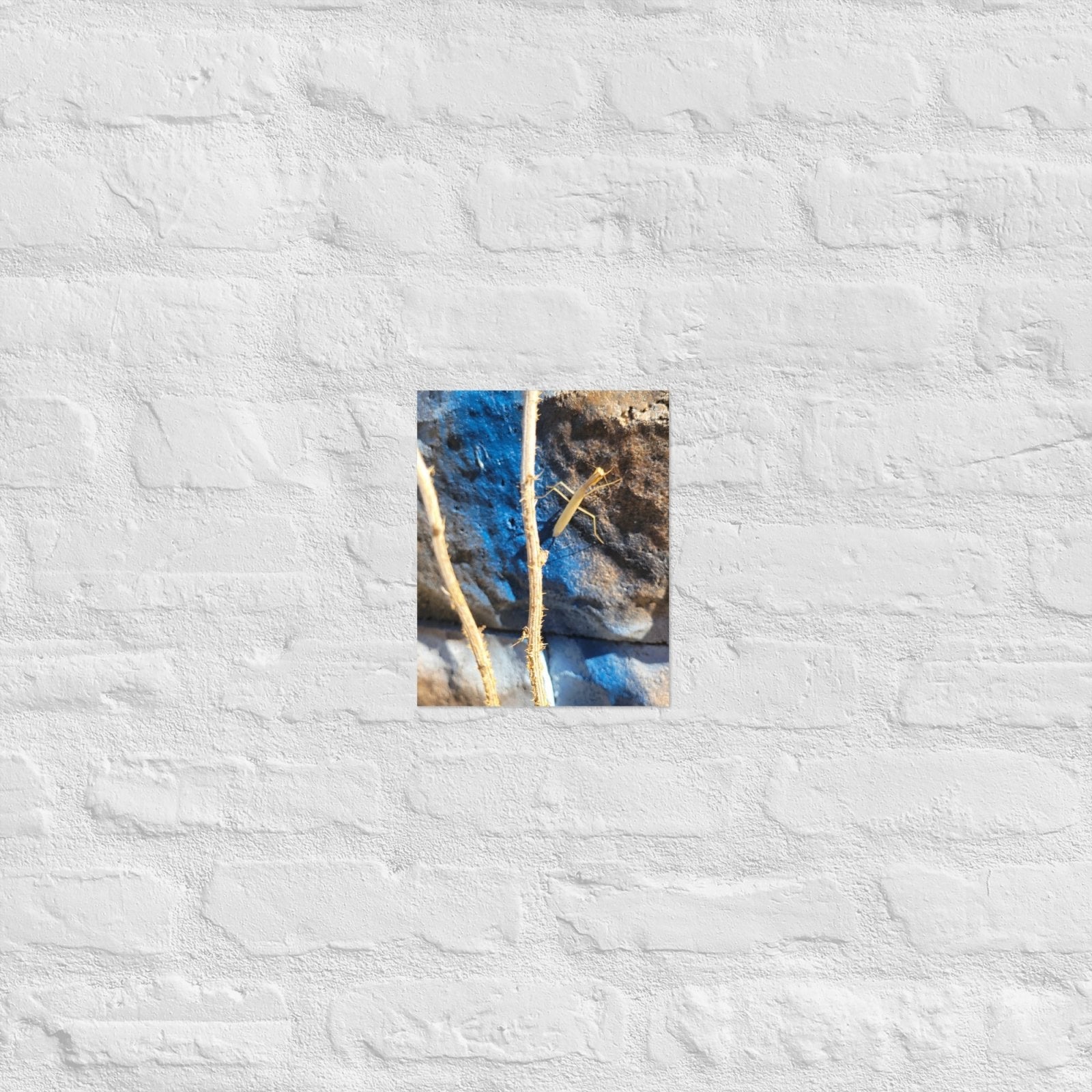 Preying Mantis on Graffiti: Alex Pendle Matte Photo Prints, Sees Nature Series - Death World LLC - 8″×10″