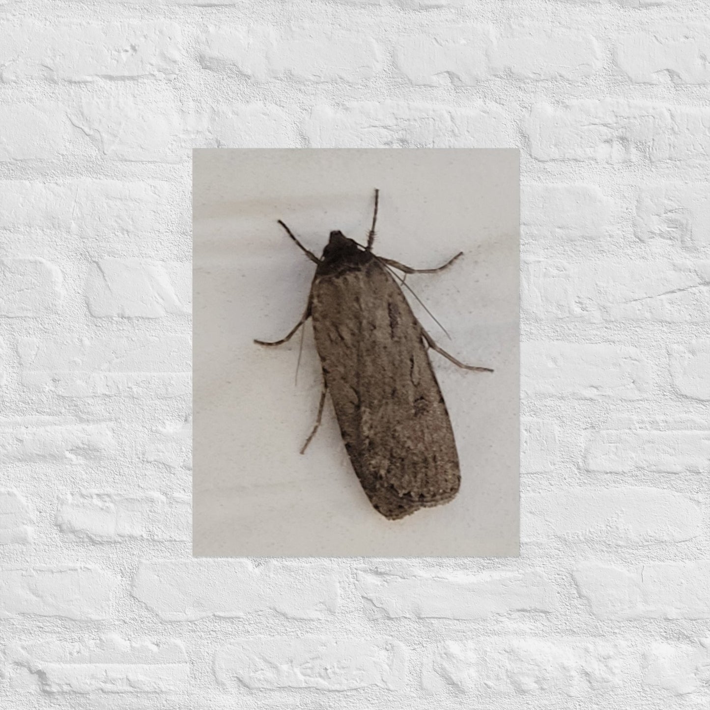 The Moth: Alex Pendle Matte Photo Print, Sees Nature Series - Death World LLC - 16″×20″
