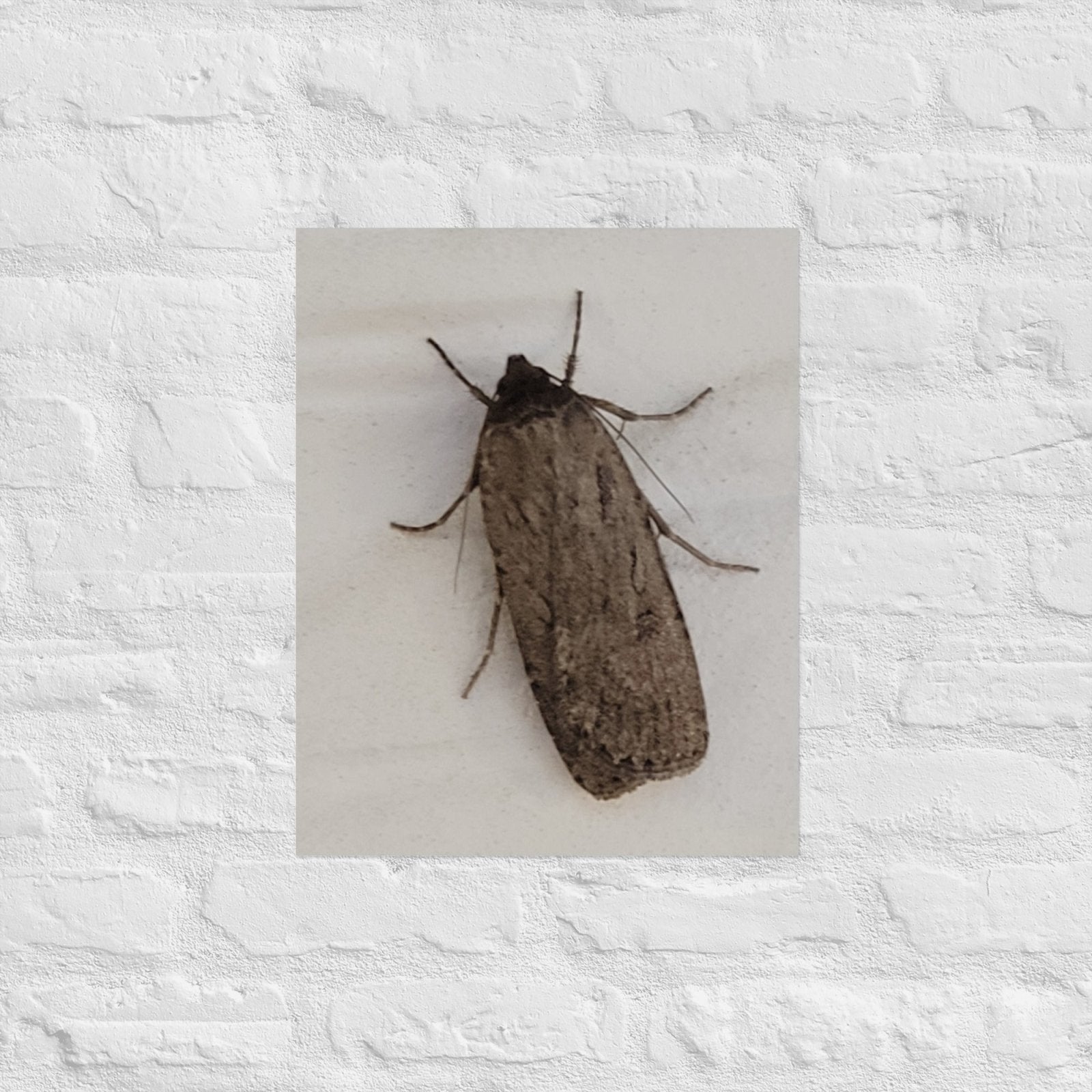 The Moth: Alex Pendle Matte Photo Print, Sees Nature Series - Death World LLC - 16″×20″