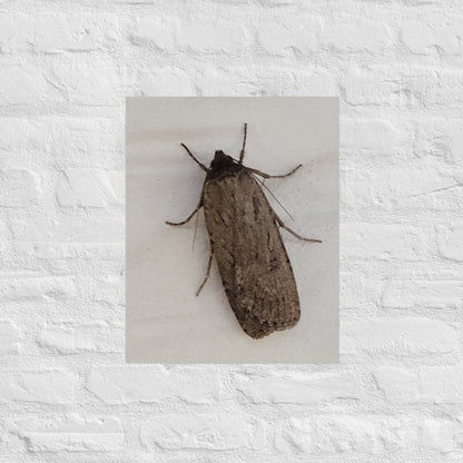 The Moth: Alex Pendle Matte Photo Print, Sees Nature Series - Death World LLC - 16″×20″