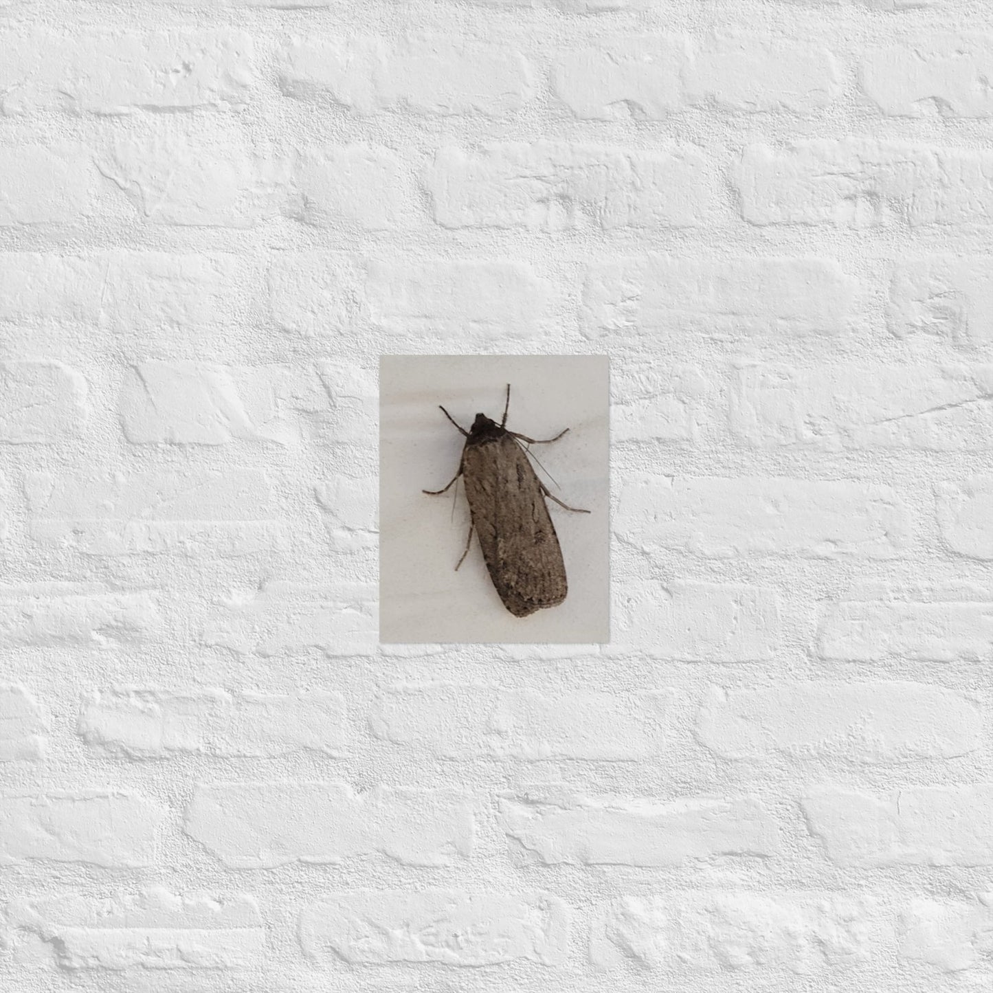 The Moth: Alex Pendle Matte Photo Print, Sees Nature Series - Death World LLC - 8″×10″