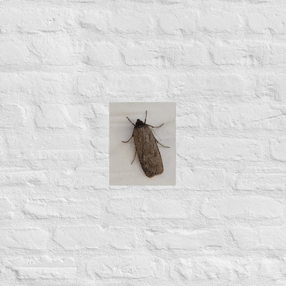 The Moth: Alex Pendle Matte Photo Print, Sees Nature Series - Death World LLC - 8″×10″