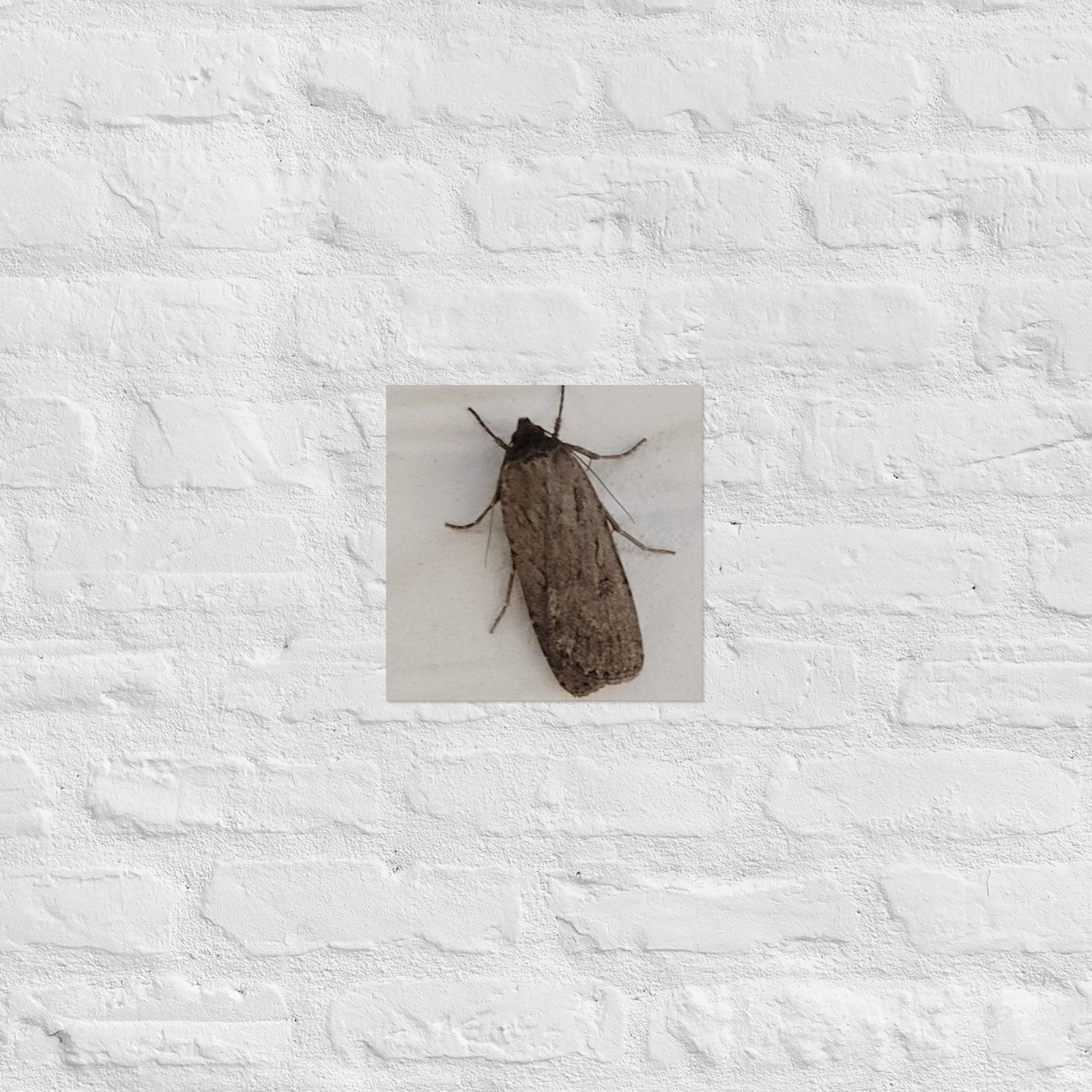 The Moth: Alex Pendle Matte Photo Print, Sees Nature Series - Death World LLC - 10″×10″