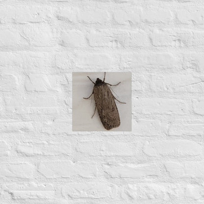 The Moth: Alex Pendle Matte Photo Print, Sees Nature Series - Death World LLC - 10″×10″