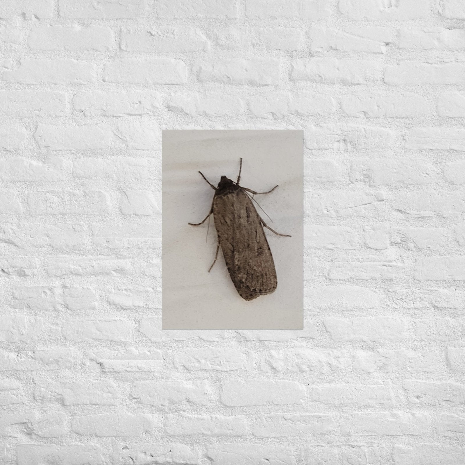 The Moth: Alex Pendle Matte Photo Print, Sees Nature Series - Death World LLC - A2 (16.5″×23.3″)