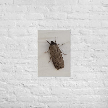 The Moth: Alex Pendle Matte Photo Print, Sees Nature Series - Death World LLC - A2 (16.5″×23.3″)