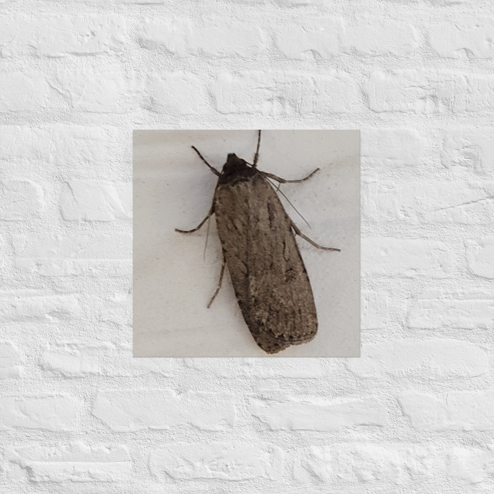 The Moth: Alex Pendle Matte Photo Print, Sees Nature Series - Death World LLC - 16″×16″