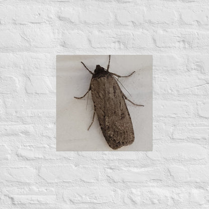 The Moth: Alex Pendle Matte Photo Print, Sees Nature Series - Death World LLC - 16″×16″