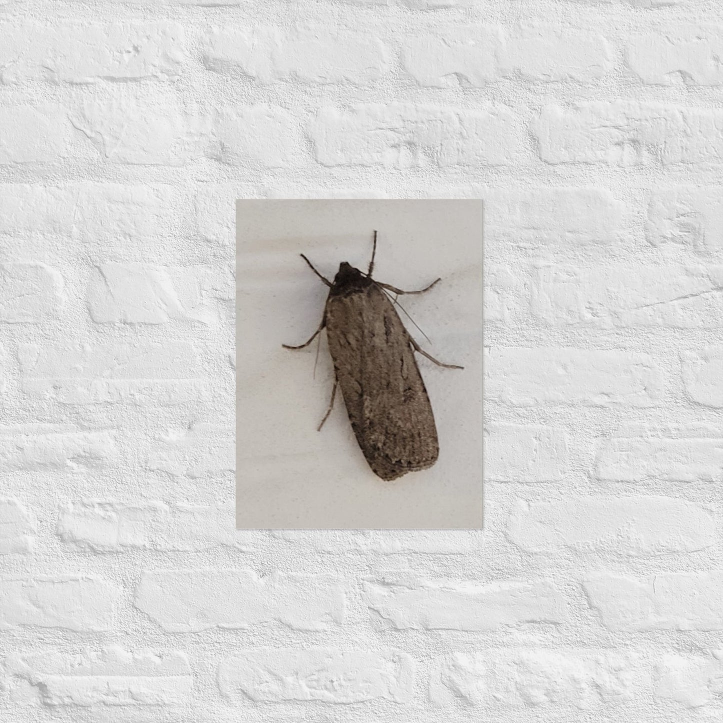 The Moth: Alex Pendle Matte Photo Print, Sees Nature Series - Death World LLC - 12″×16″