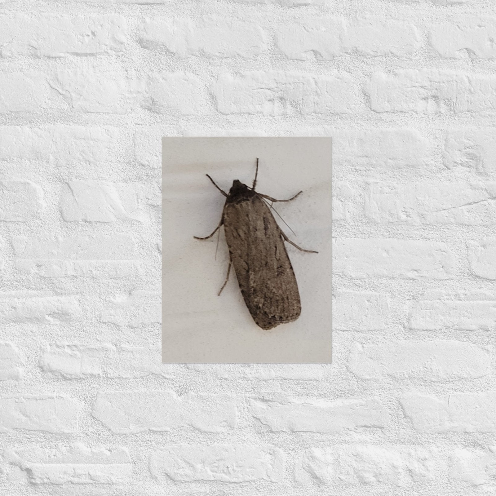 The Moth: Alex Pendle Matte Photo Print, Sees Nature Series - Death World LLC - 12″×16″