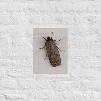 The Moth: Alex Pendle Matte Photo Print, Sees Nature Series - Death World LLC - 12″×16″