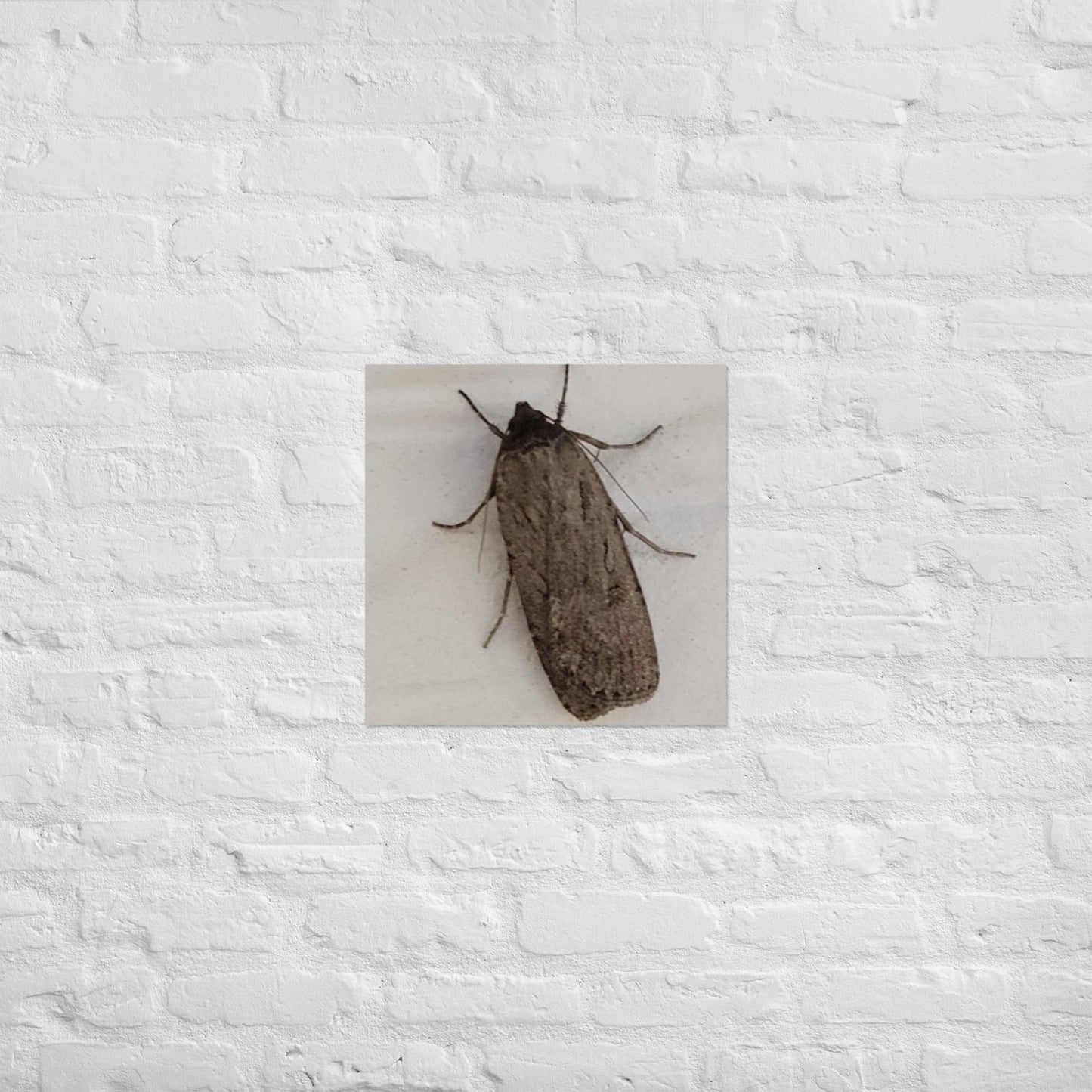 The Moth: Alex Pendle Matte Photo Print, Sees Nature Series - Death World LLC - 18″×18″
