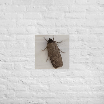The Moth: Alex Pendle Matte Photo Print, Sees Nature Series - Death World LLC - 18″×18″