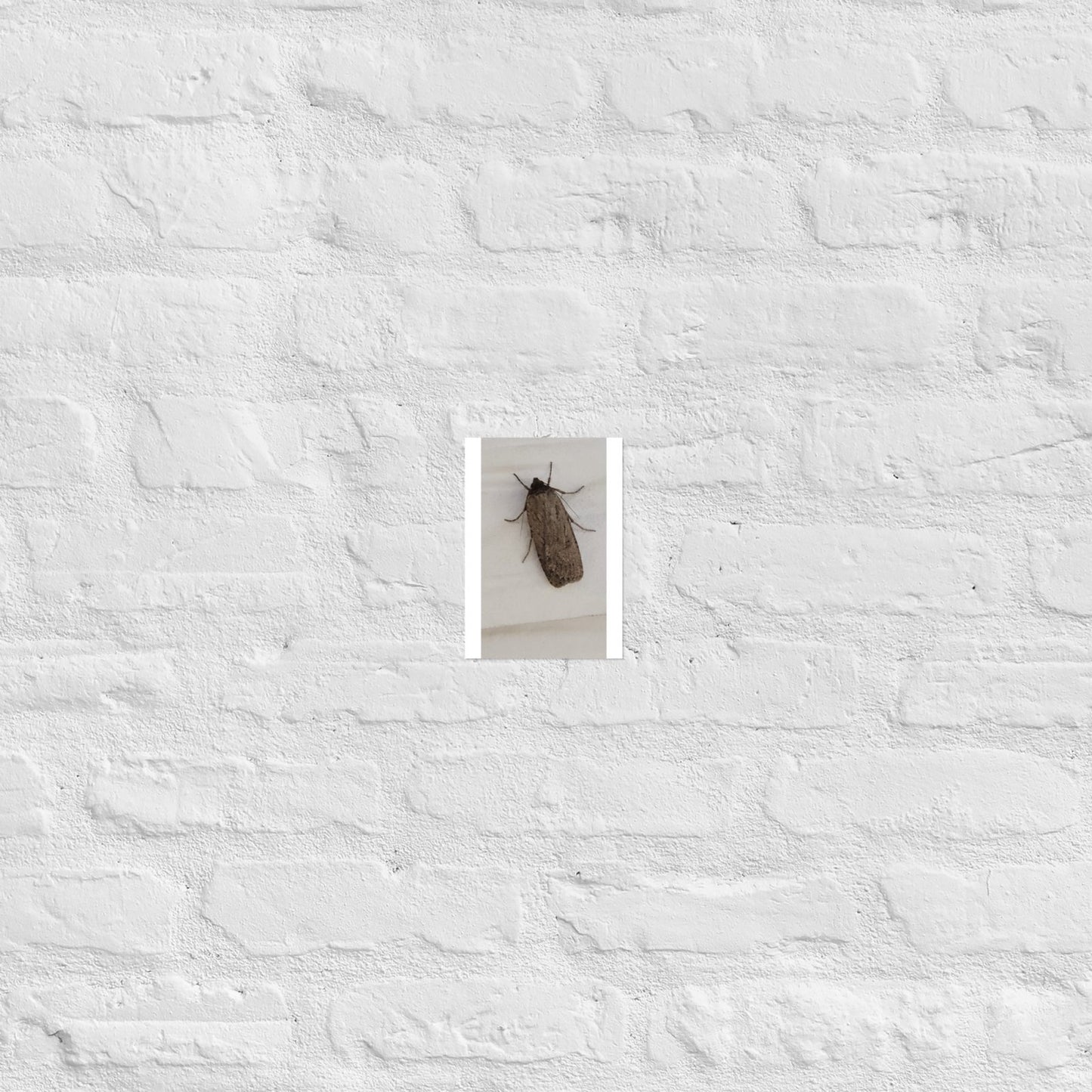 The Moth: Alex Pendle Matte Photo Print, Sees Nature Series - Death World LLC - 5″×7″