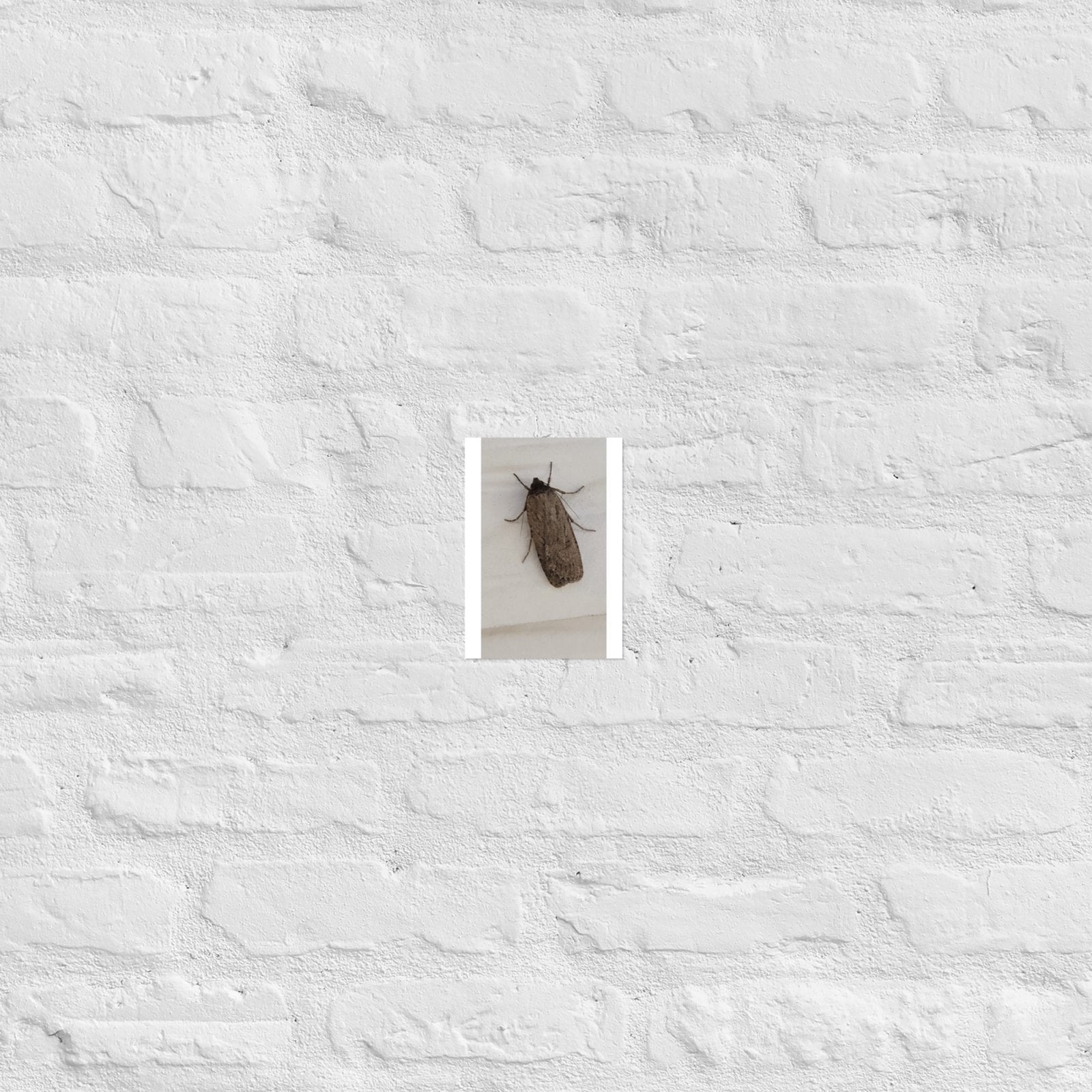 The Moth: Alex Pendle Matte Photo Print, Sees Nature Series - Death World LLC - 5″×7″