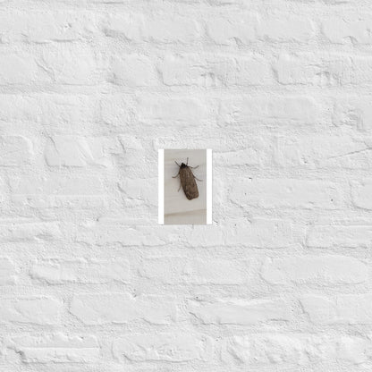 The Moth: Alex Pendle Matte Photo Print, Sees Nature Series - Death World LLC - 5″×7″